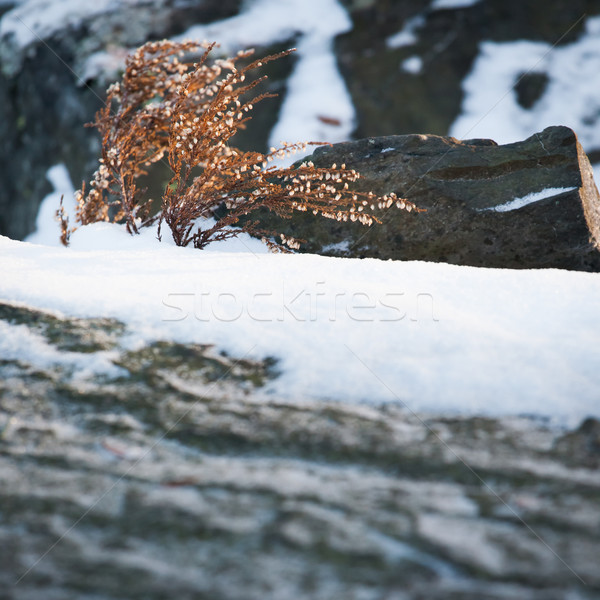 Wild heather at winter Stock photo © Juhku