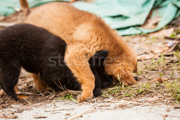 Stockfoto: Cute · puppies · spelen · samen · straat · zwarte