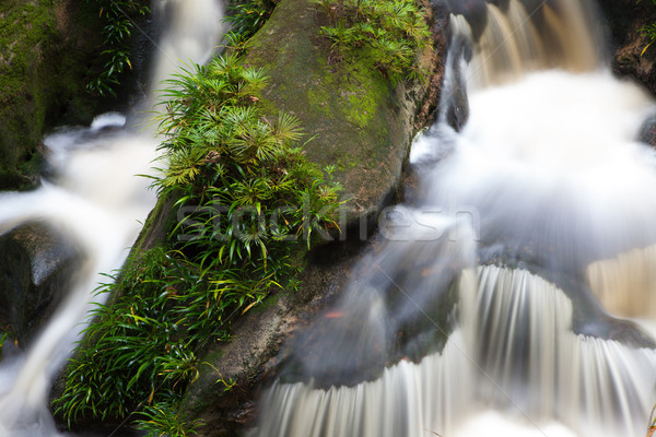 Kicsi vízesés dzsungel park Malajzia Borneo Stock fotó © Juhku
