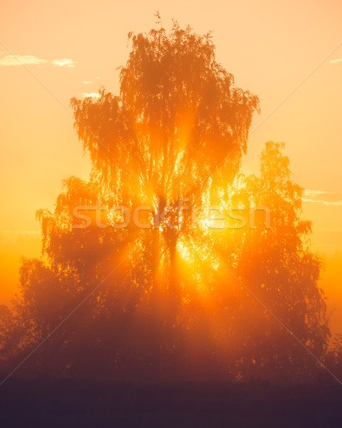 太陽光線 ツリー 午前 霧 自然 写真 ストックフォト © Juhku