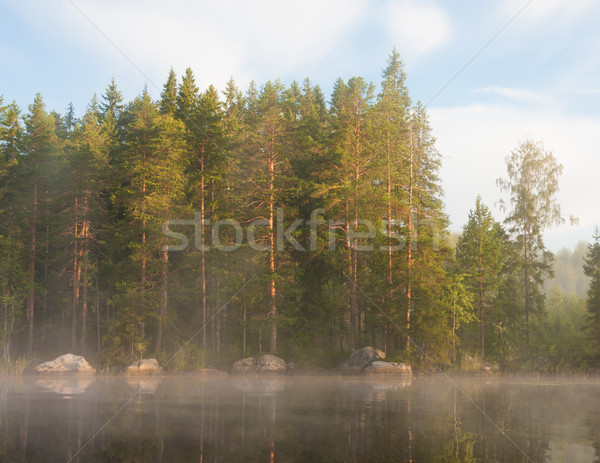 Lakeside forest at morning fog Stock photo © Juhku