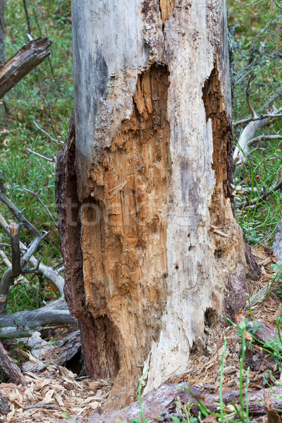 Rotten dead wood tree in forest Stock photo © Juhku
