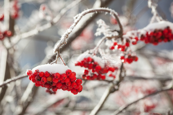 Rowan berries at winter Stock photo © Juhku
