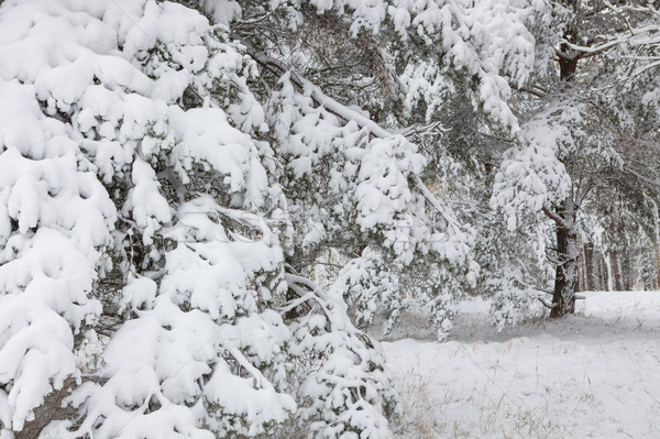Neve coperto pino rami foresta inverno Foto d'archivio © Juhku