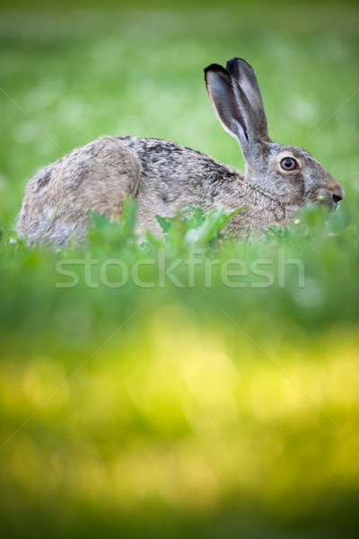 Rabbit lying down on a grass Stock photo © Juhku