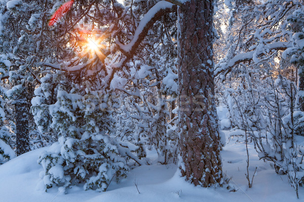 Sun shining through snowcapped trees Stock photo © Juhku