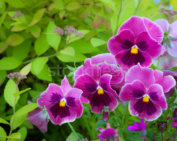 Group of pansy in the garden Stock photo © Juhku