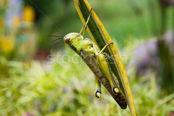 商业照片: 蚱蜢    叶    花园    草    性质    腿 / grasshopper