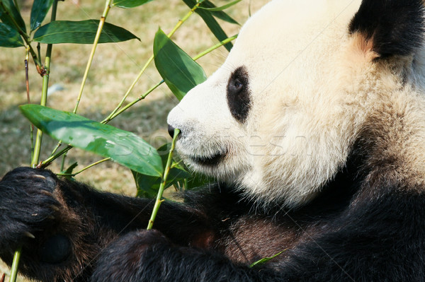 Panda еды бамбук гигант листьев портрет Сток-фото © Juhku