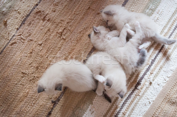 White sacred birman kittens Stock photo © Juhku
