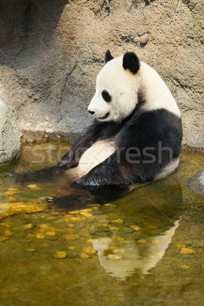 巨人 熊貓 坐在 水 享受 浴 商業照片 © Juhku