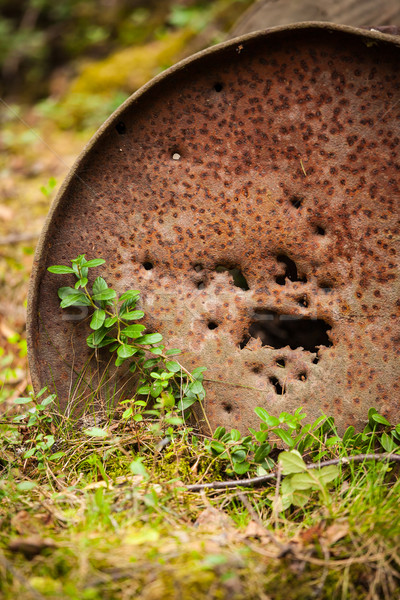Rusty oil barrel in forest Stock photo © Juhku