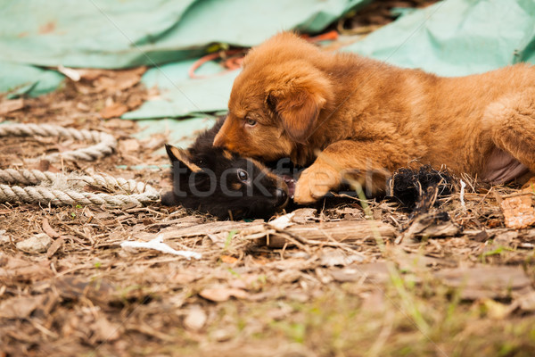 Cute stray puppies playing Stock photo © Juhku