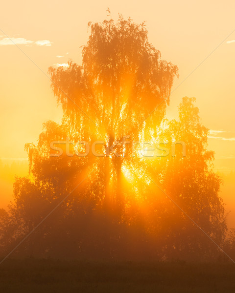 Zonnestralen boom ochtend mist natuur foto Stockfoto © Juhku