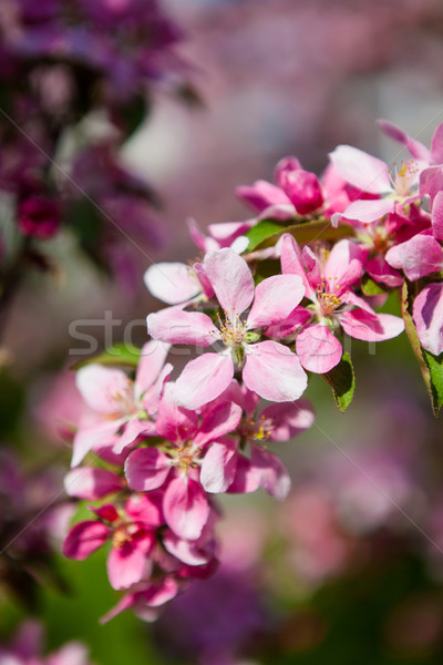 Bella melo fiori primavera fiore luce Foto d'archivio © Juhku