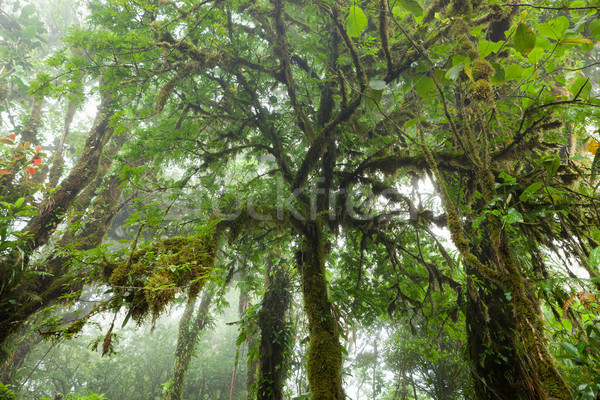 Adanc luxuriant cetos pădurile tropicale la Costa Rica Imagine de stoc © Juhku