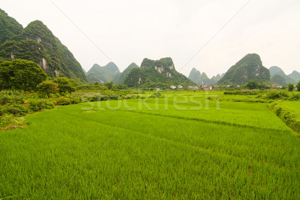 South china rice field and limestones Stock photo © Juhku