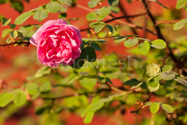 Rózsaszín rózsa bokor tavasz rózsa otthon levél Stock fotó © Juhku