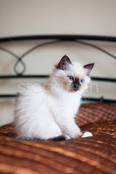 Astonished sacred birman cat sitting on bed Stock photo © Juhku