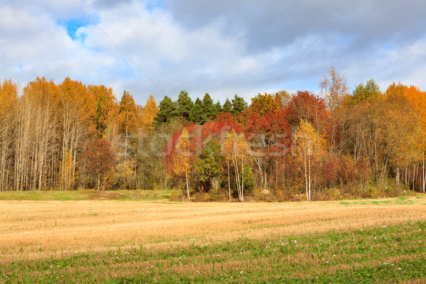 Paysage domaine arbres automne couleurs sombre [[stock_photo]] © Juhku