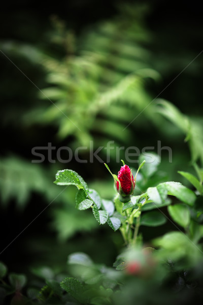 Capullo de rosa naturaleza artístico vista amor aumentó Foto stock © Juhku