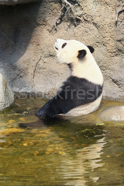 Géant panda séance eau bain [[stock_photo]] © Juhku