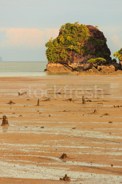 Tropikal plaj düşük gelgit gündoğumu park borneo Stok fotoğraf © Juhku