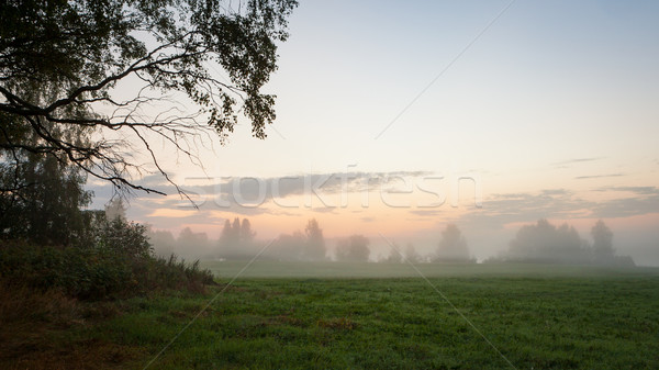 Nebligen Wiese Morgengrauen Landschaft Frühling Gras Stock foto © Juhku