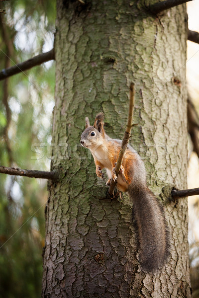 Eurasian red squirrel in the tree Stock photo © Juhku