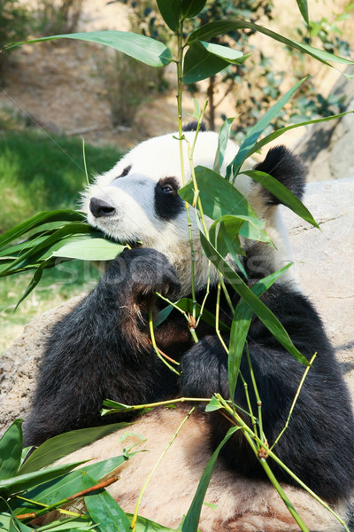 Panda eszik bambusz óriás levelek portré Stock fotó © Juhku