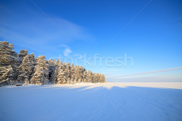 Foto d'archivio: Congelato · lago · neve · coperto · foresta · freddo