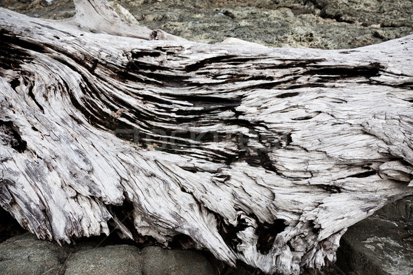 グレー 流木 クローズアップ ツリー 木材 自然 ストックフォト © Juhku