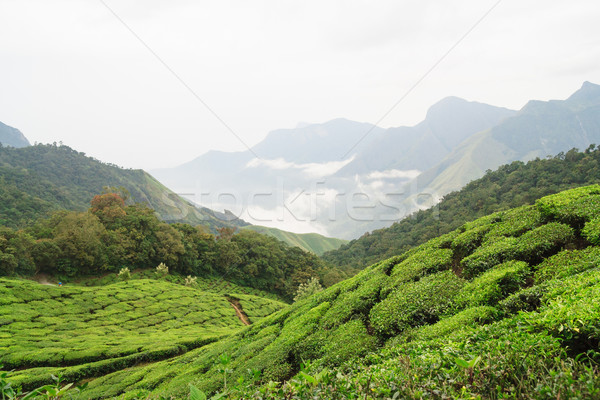 Tea fields and mountains in munnar Stock photo © Juhku