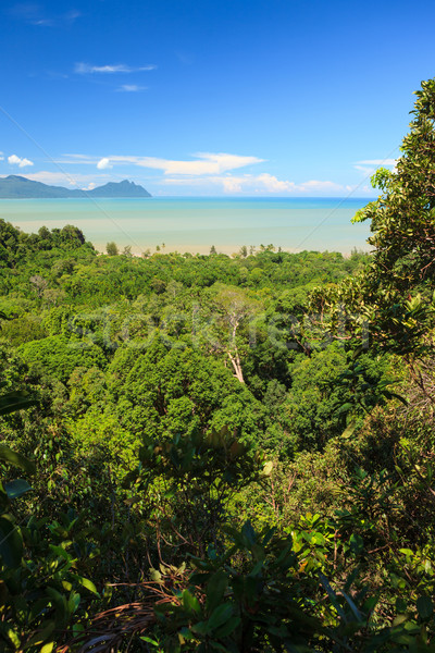 Trópusi tájkép dzsungel dombok Malajzia Borneo Stock fotó © Juhku