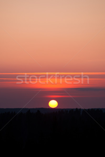 Sun setting over forest Stock photo © Juhku