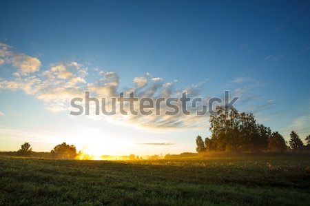 Tranquil grassland at sunrise Stock photo © Juhku
