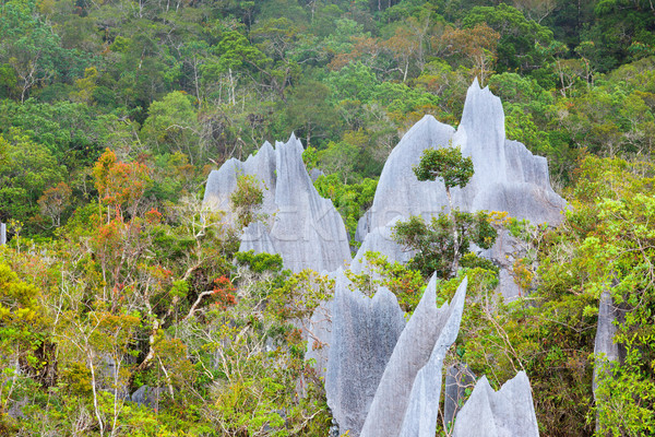 Calcare parco formazione borneo Malaysia alberi Foto d'archivio © Juhku