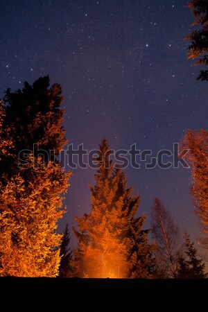 Campfire illuminates trees and stars in the sky Stock photo © Juhku