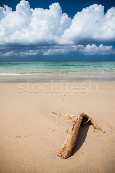 ビーチ 流木 暗い 青空 砂 白 ストックフォト © Juhku