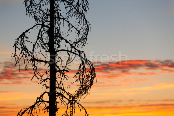 Stock photo: Sunset sky and tree silhouette