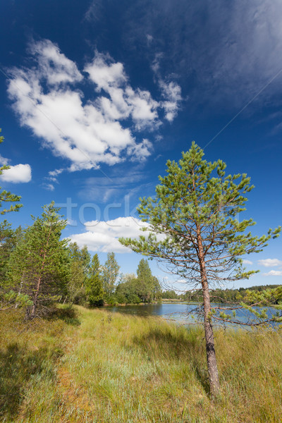 Piccolo pino lago Finlandia estate acqua Foto d'archivio © Juhku
