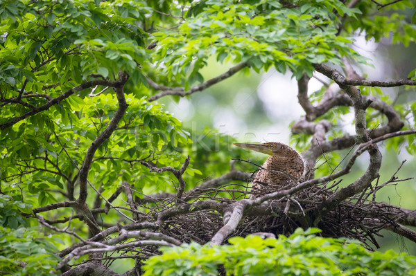 Young tiger heron in treetop nest Stock photo © Juhku