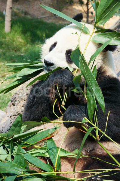 Panda еды бамбук гигант трава листьев Сток-фото © Juhku