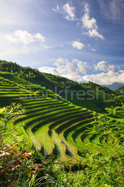 Landscape photo of rice terraces in china Stock photo © Juhku