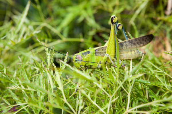 Grasshopper in a bush Stock photo © Juhku