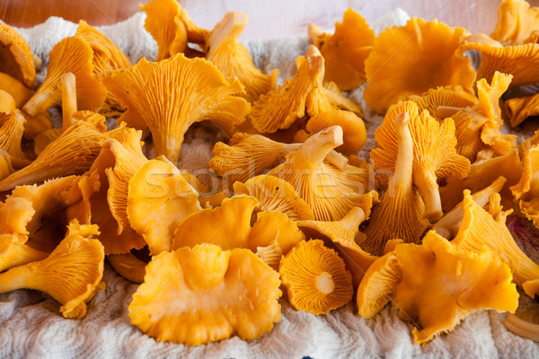 bunch chanterelle drying on a piece of paper Stock photo © Juhku