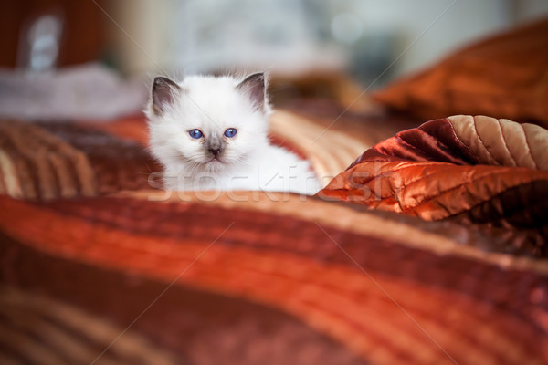 Sevimli kedi yavrusu oturma yatak bakıyor Stok fotoğraf © Juhku