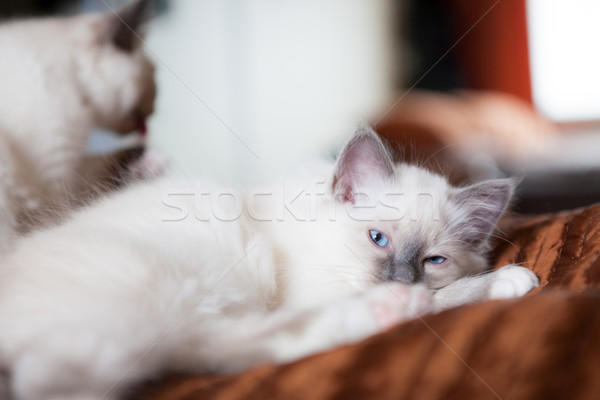 White cat looking at camera lying in bed Stock photo © Juhku