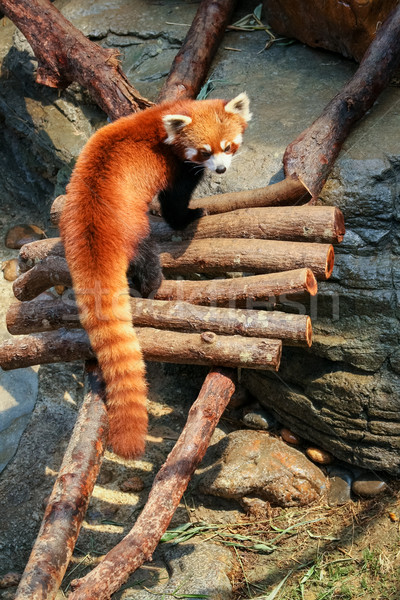 [[stock_photo]]: Rouge · panda · zoo · curieux · pierre · chinois