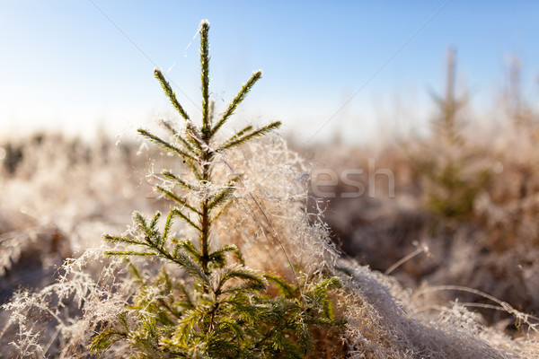 Small spruce and frost hay morning sun Stock photo © Juhku